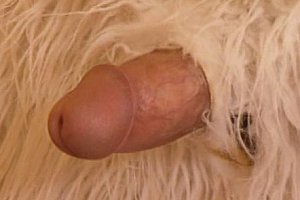 特黄老太婆aa毛毛片
